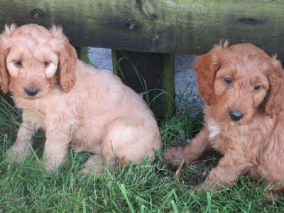 Cockapoo puppies in Carlow